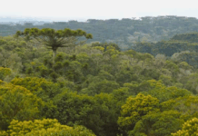 MPF propõe ação civil pública por danos ambientais na Terra Indígena Mangueirinha, no Paraná — Procuradoria da República no Paraná