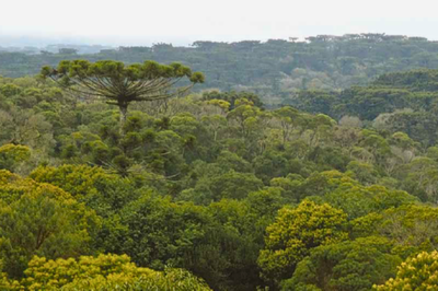 Foto: Serviço Florestal Brasileiro Foto mostra vista panorâmica de um trecho com floresta densa na TI Mangueirinha, com coloração verde escura. A paisagem é dominada por árvores de diversas alturas, com destaque para uma araucária elevando-se sobre as demais.
