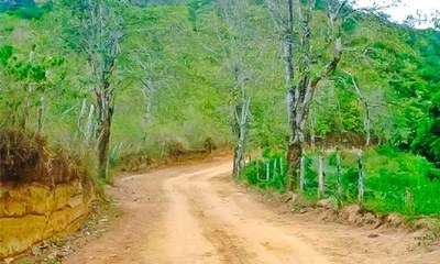 Foto mostra estrada de terra aberta em meio à mata  