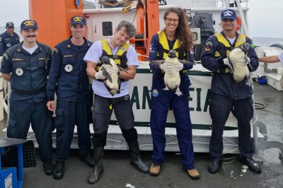 Foto: IBW Foto mostra três pessoas segurando os pinguins que serão soltos