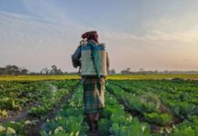 Justiça Federal atende MPF e proíbe uso irregular de agrotóxicos em território quilombola em Goiás — Procuradoria da República em Goiás