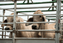 Justiça acolhe pedido do MPF e determina que Adapar publique dados sobre transporte de animais no Paraná — Procuradoria da República no Paraná