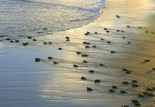 MPF articula medidas para reduzir impactos de iluminação artificial em áreas de desova de tartarugas marinhas em Sergipe — Procuradoria da República em Sergipe