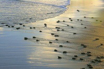 Foto ilustrativa: Projeto Tamar/Divulgação Foto de filhotes de tartarugas marinhas se locomovendo na areia da praia em direção ao mar.
