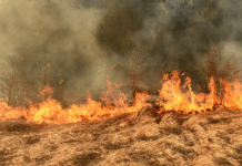 MPF denuncia agrônomo por crimes ambientais em área próxima a aldeia indígena no Rio Grande do Norte — Procuradoria da República no Rio Grande do Norte