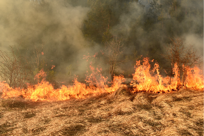 Foto ilustrativa: Canva Foto mostra uma linha de fogo avançando sobre vegetação rasteira seca, com uma densa cortina de fumaça subindo em frente a uma área de mata ao fundo.