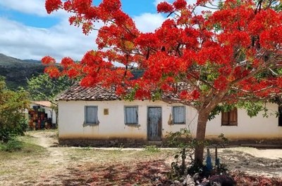 Foto de uma casa com uma árvore frondosa com flores vermelhas.