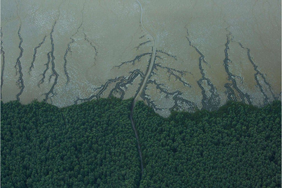 Foto: Victor Moriyama/Greenpeace Vista aérea da Foz do Amazonas, mostrando o contraste entre a floresta densa e preservada e as ramificações de canais de água barrenta que avançam sobre o solo. Uma linha tênue de navegação corta verticalmente o centro da imagem, conectando a vegetação ao rio.